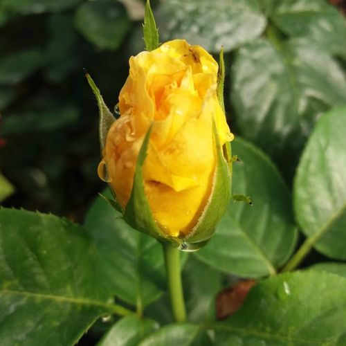 Rosa Arthur Bell - galben - Trandafir copac cu trunchi înalt - cu flori în buchet - coroană tufiș